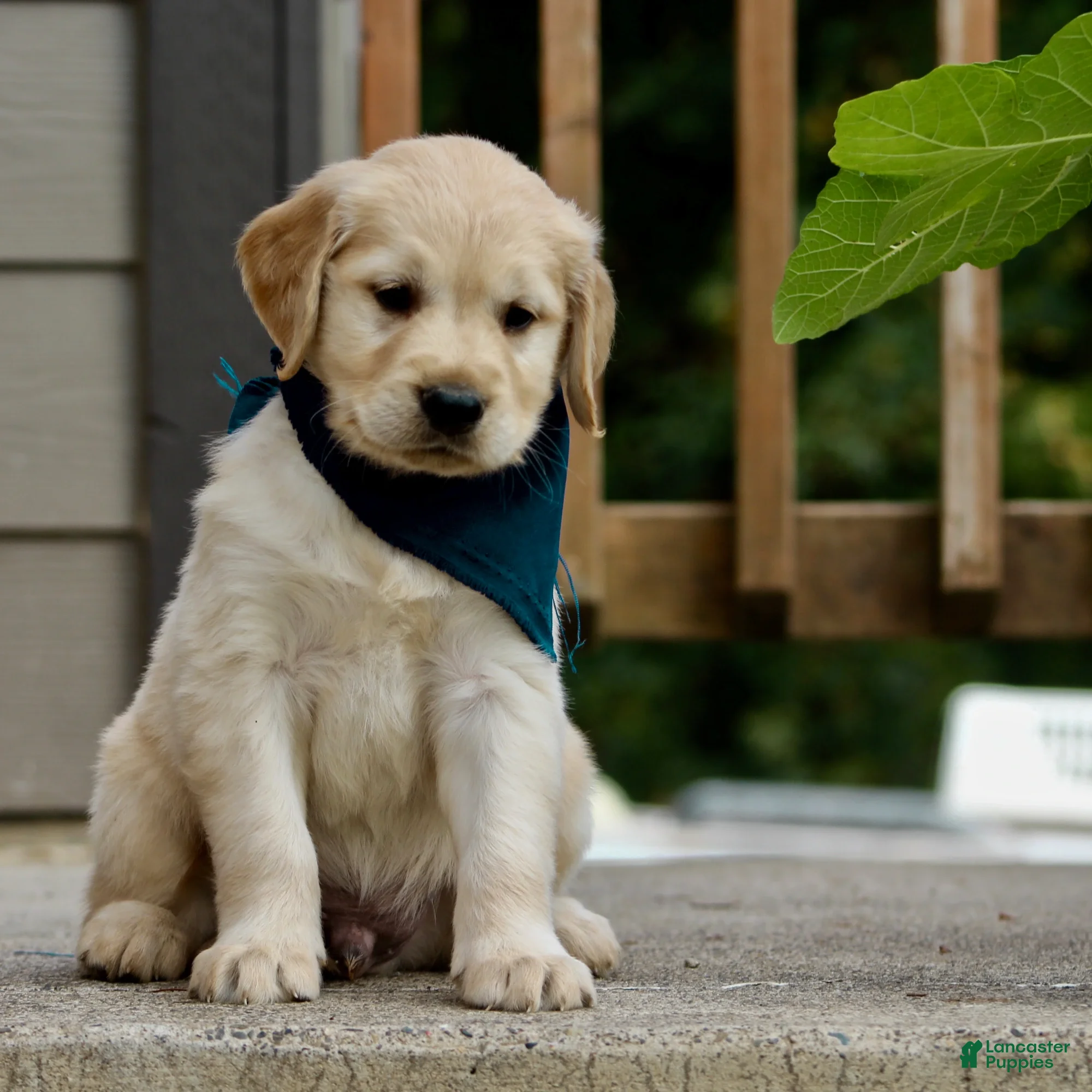 Golden Retriever dogs Golden Retriever Puppy 5 - Ad 24