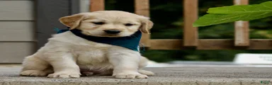 Golden Retriever Puppy 5