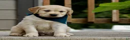 Golden Retriever dogs for sale: Golden Retriever Puppy 5 - Ad 1