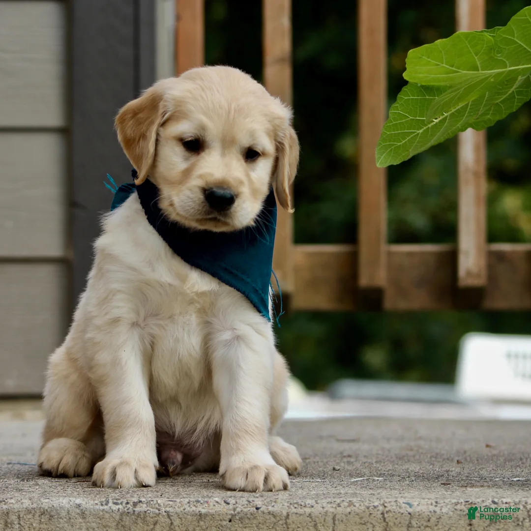 Golden Retriever dogs for sale: Golden Retriever Puppy 5 - Ad 1