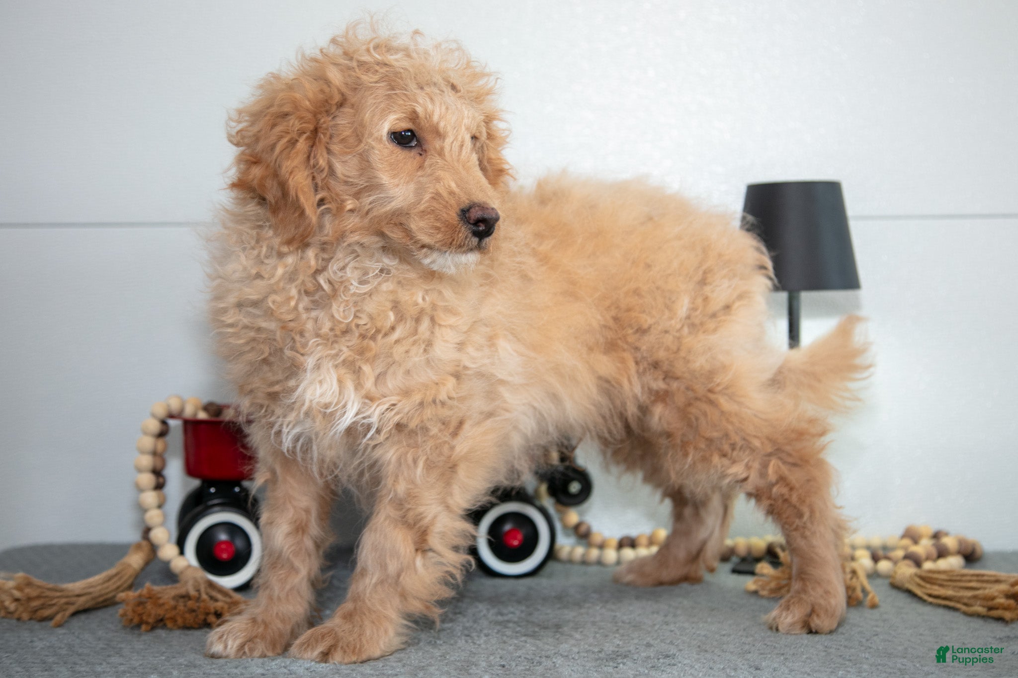 Mini Goldendoodle dogs Myles - Ad 30