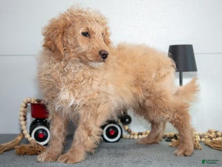 Mini Goldendoodle dogs Myles - Ad 30
