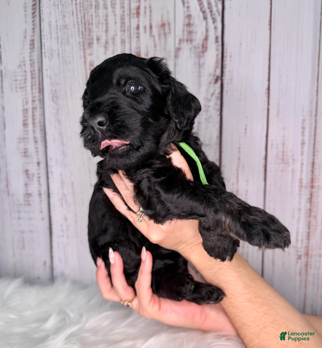 Goldendoodle dogs for sale: Goldendoodle Green  - Ad 2