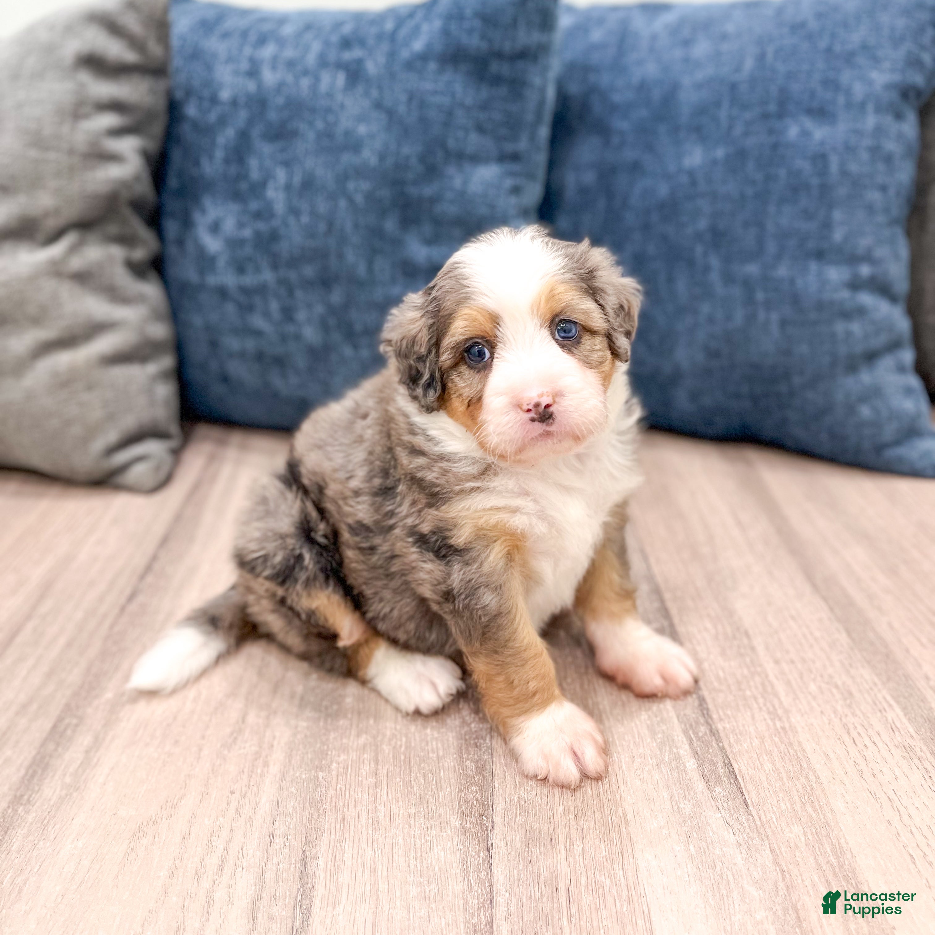 Mini Bernedoodle dogs Angel  - Ad 2