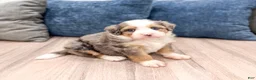 Mini Bernedoodle dogs for sale: Angel  - Ad 2