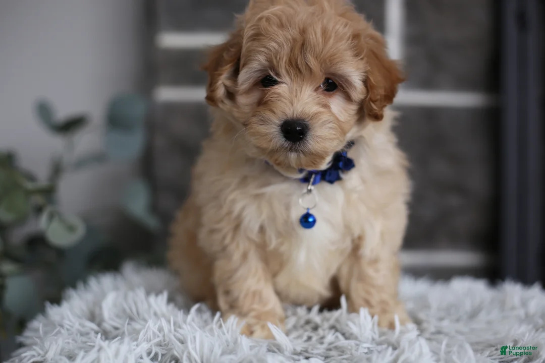 Maltipoo dogs for sale: Phoebe  - Ad 11
