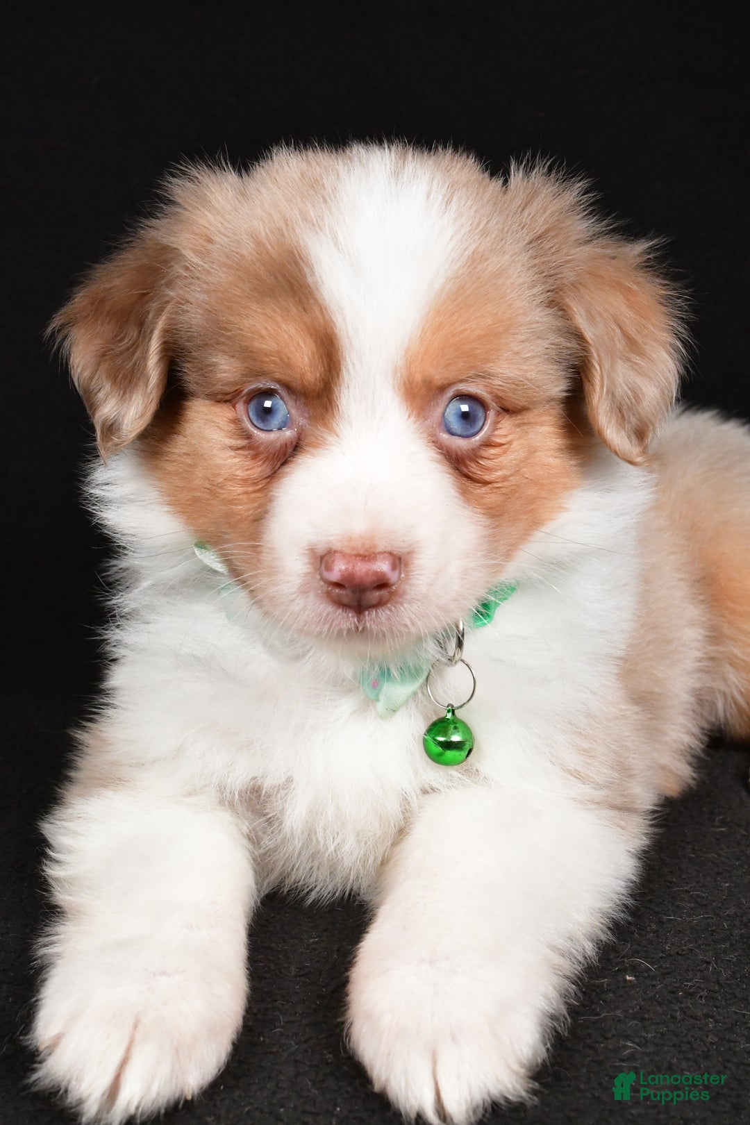 Mini Aussiedoodle dogs for sale: Snickers - Ad 5