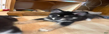 Mixed Breed 3