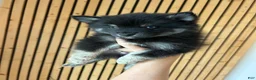 Pomsky dogs for sale: Oreo Micro/Teacup Pomsky - Ad 3