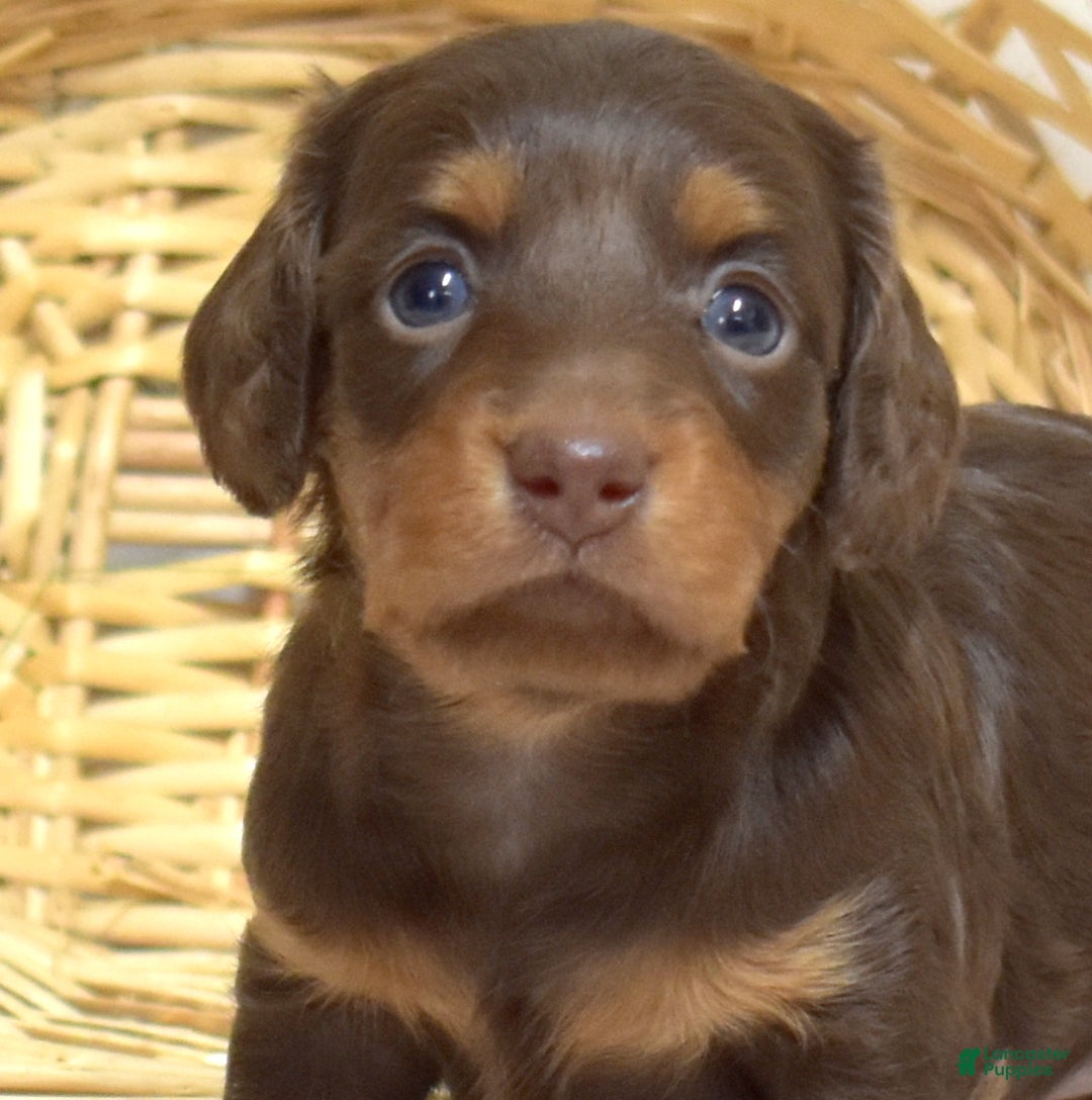Miniature Dachshund dogs for sale: Luna  - Ad 4