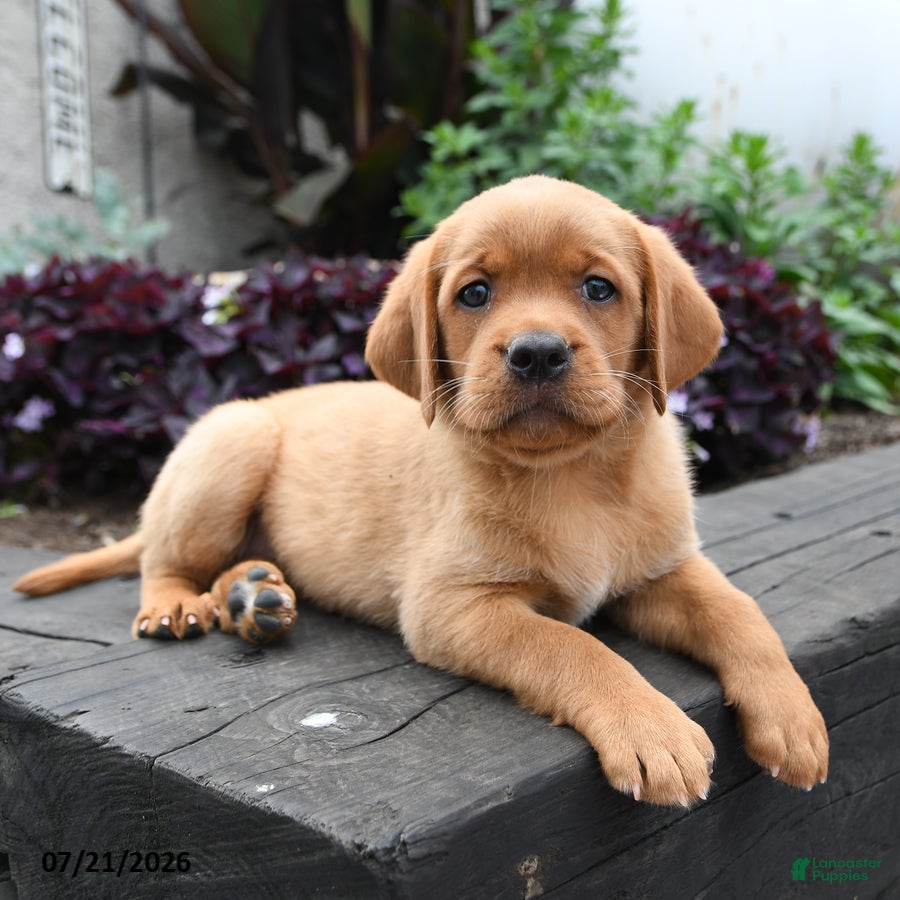 Labrador Retriever dogs Bunny - Ad 2