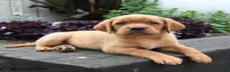 Labrador Retriever dogs for sale: Bunny - Ad 2
