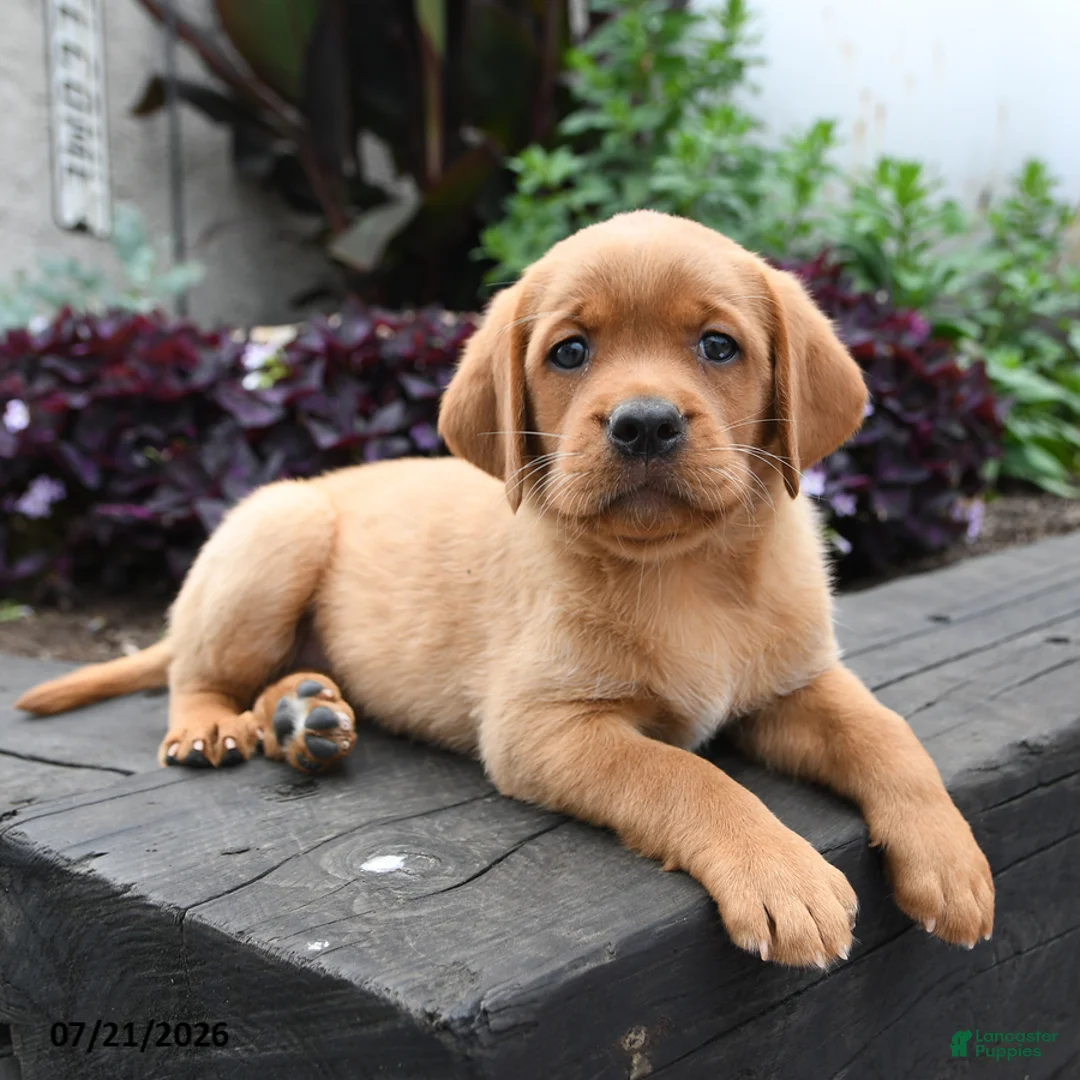 Labrador Retriever dogs for sale: Bunny - Ad 2