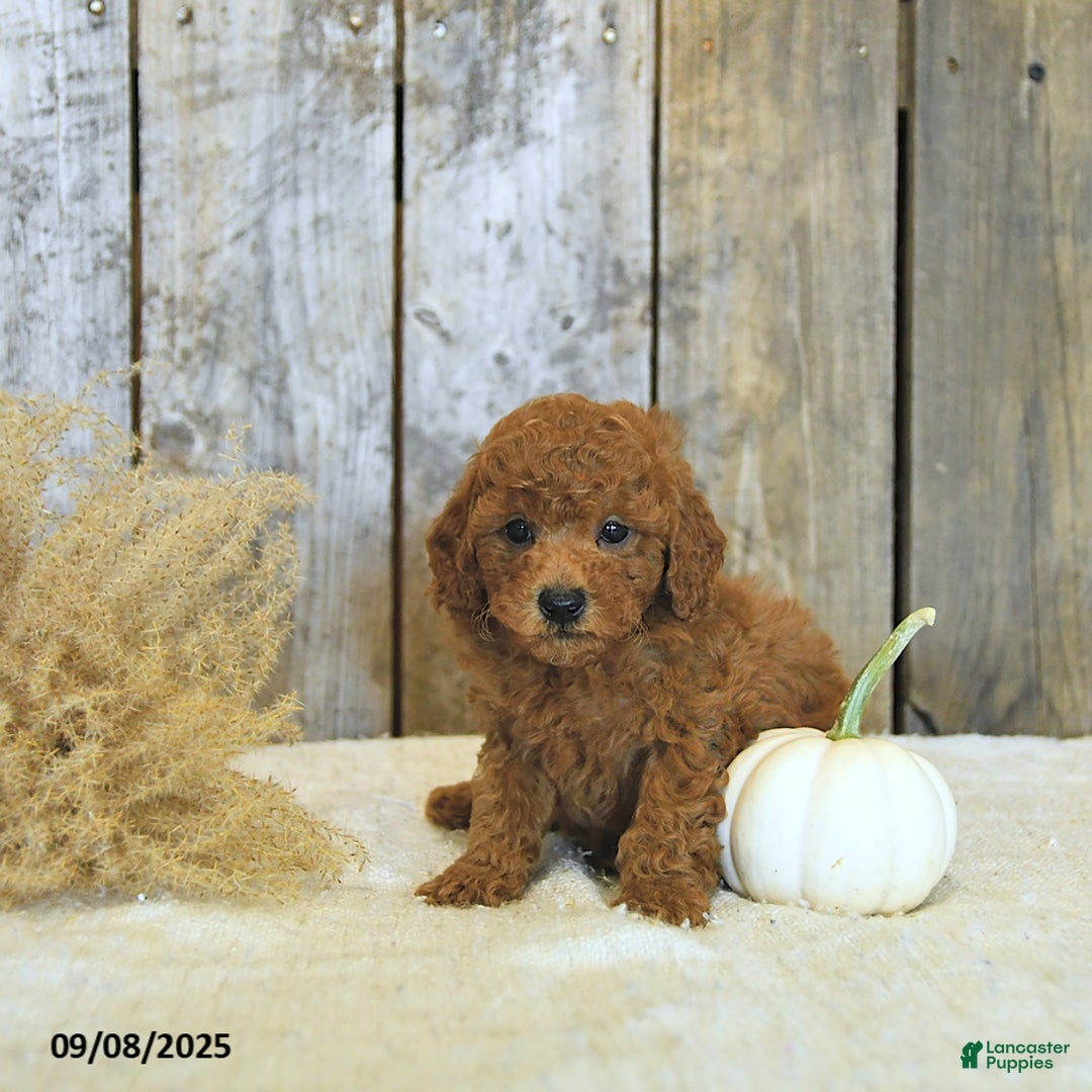Toy Poodle dogs for sale: Robbi GENETIC TESTED - Ad 10