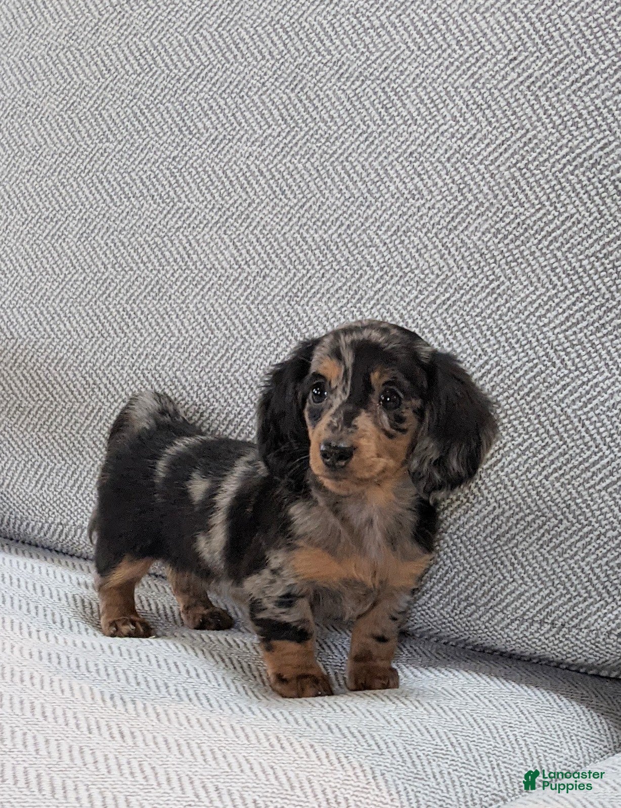 Miniature Dachshund dogs Jasmine  - Ad 2