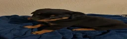 Rottweiler dogs for sale: Roxi (Pink) - Ad 3