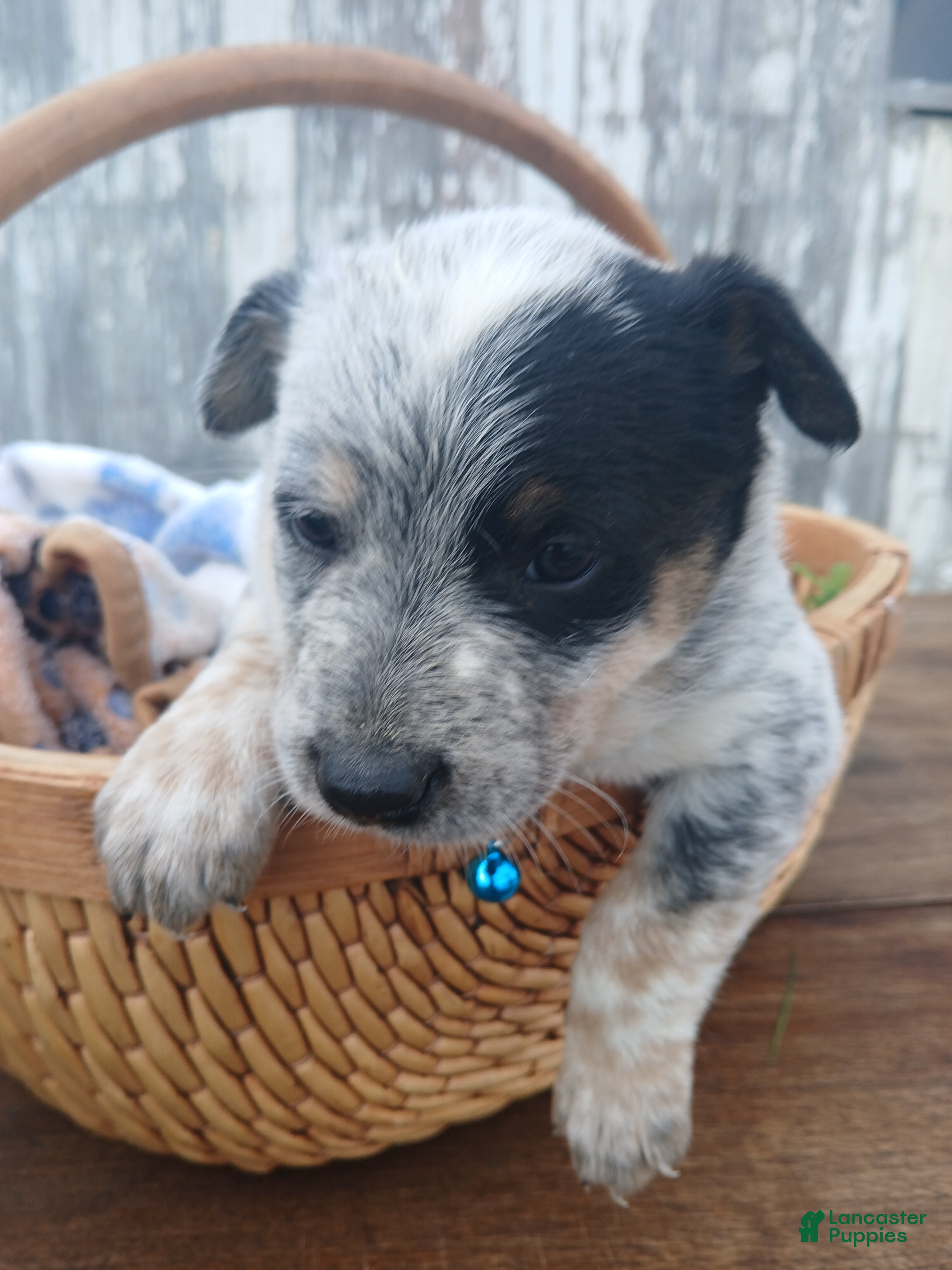 Australian Cattle Dog dogs Australian Cattle Dog Puppy 7 Blue Ivy - Ad 17