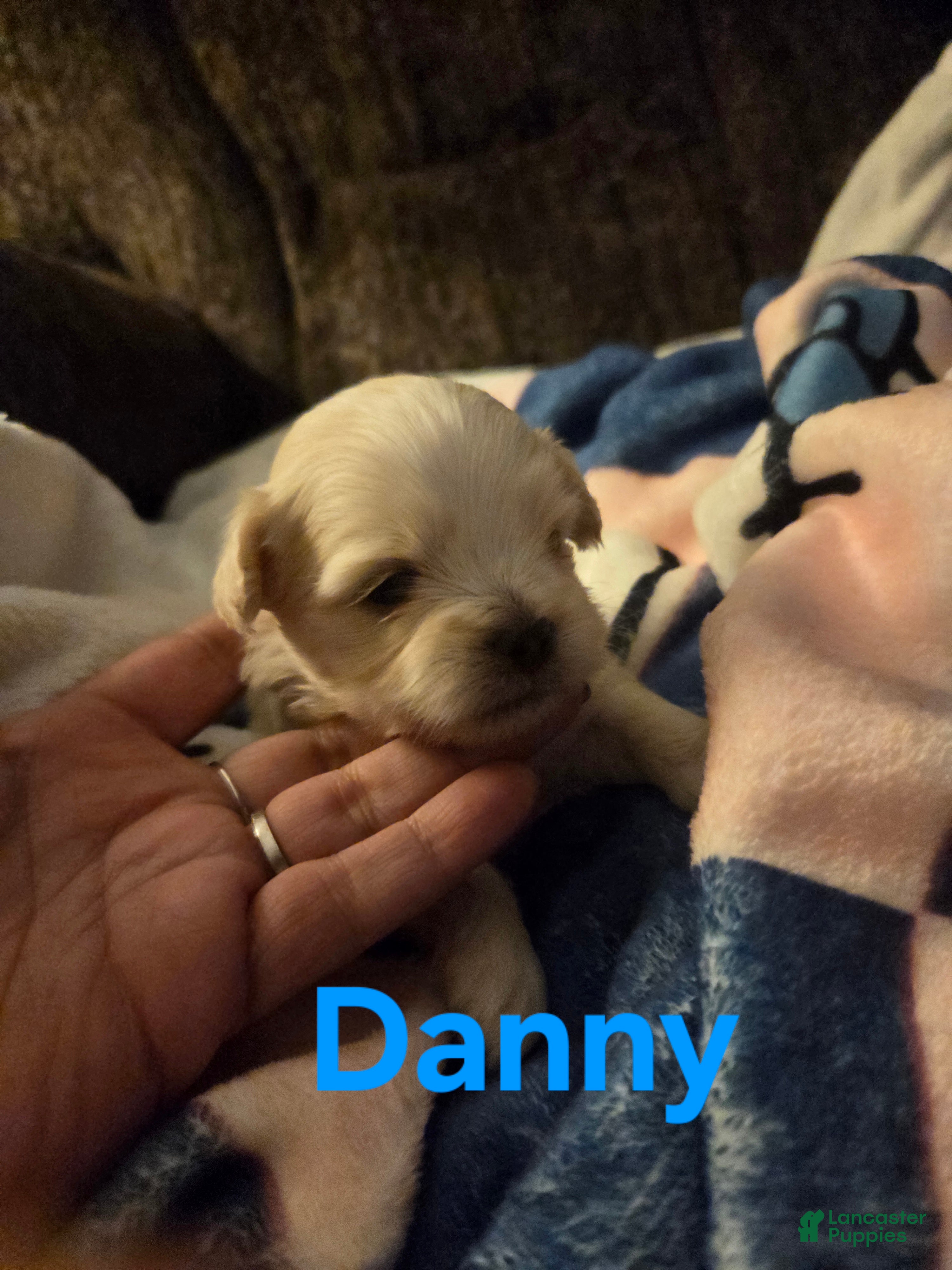 Malshi dogs Danny - Ad 10