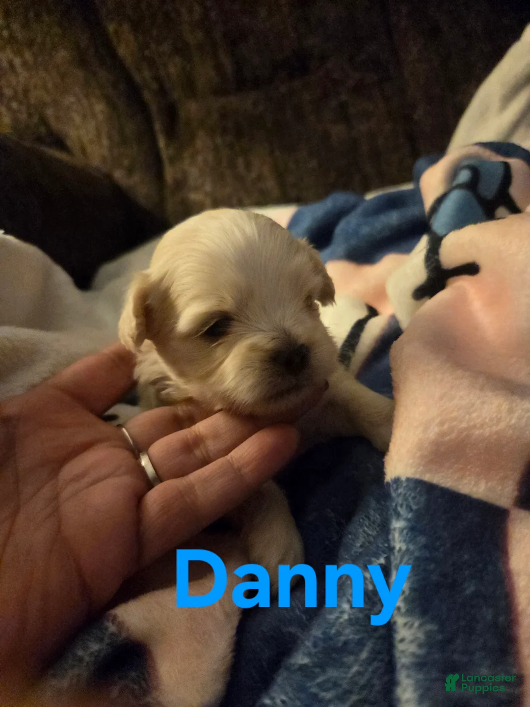 Malshi dogs for sale: Danny - Ad 1