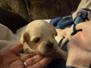 Malshi dogs Danny - Ad 10