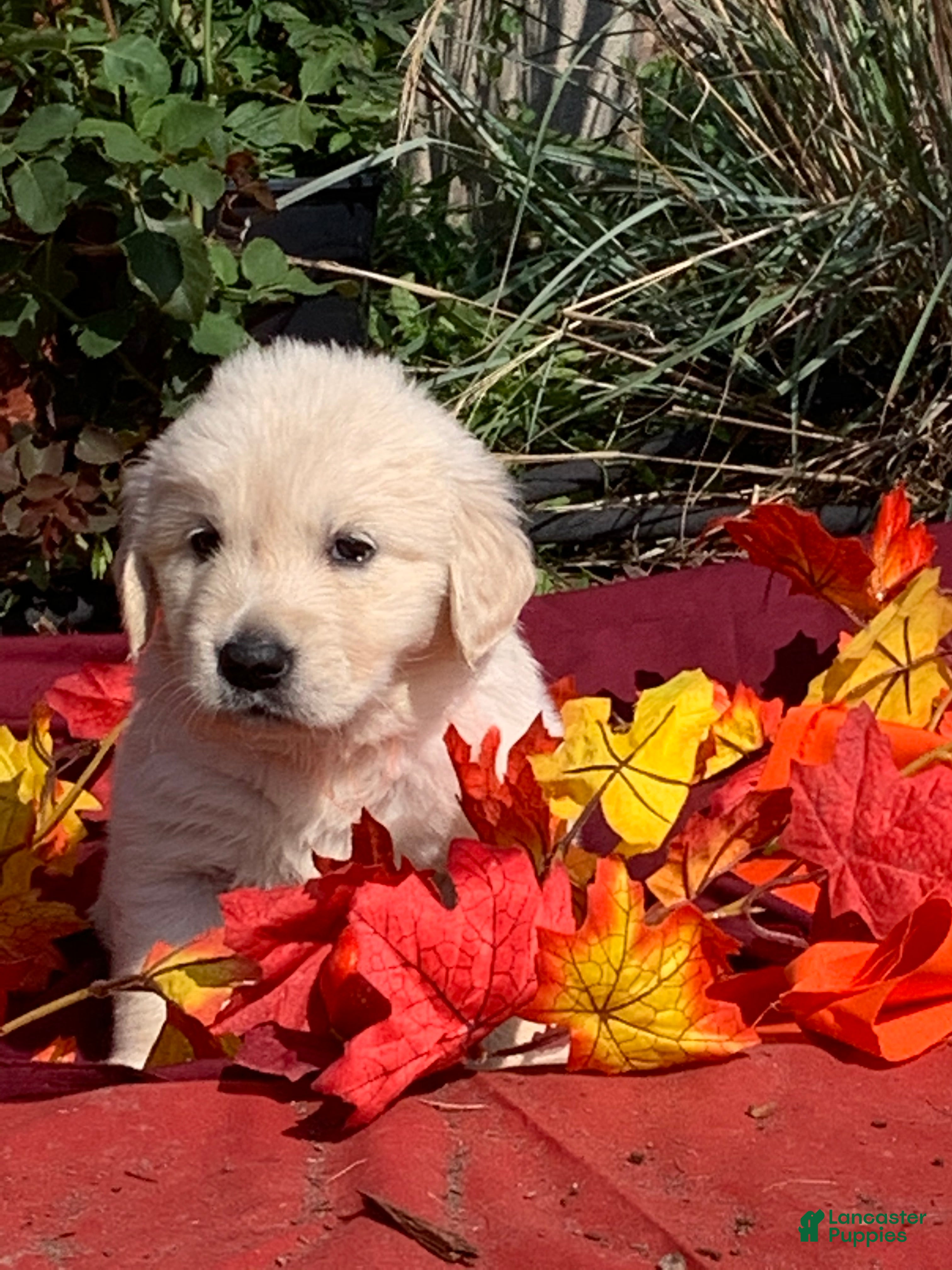 Golden Retriever dogs Green collared male - Ad 33
