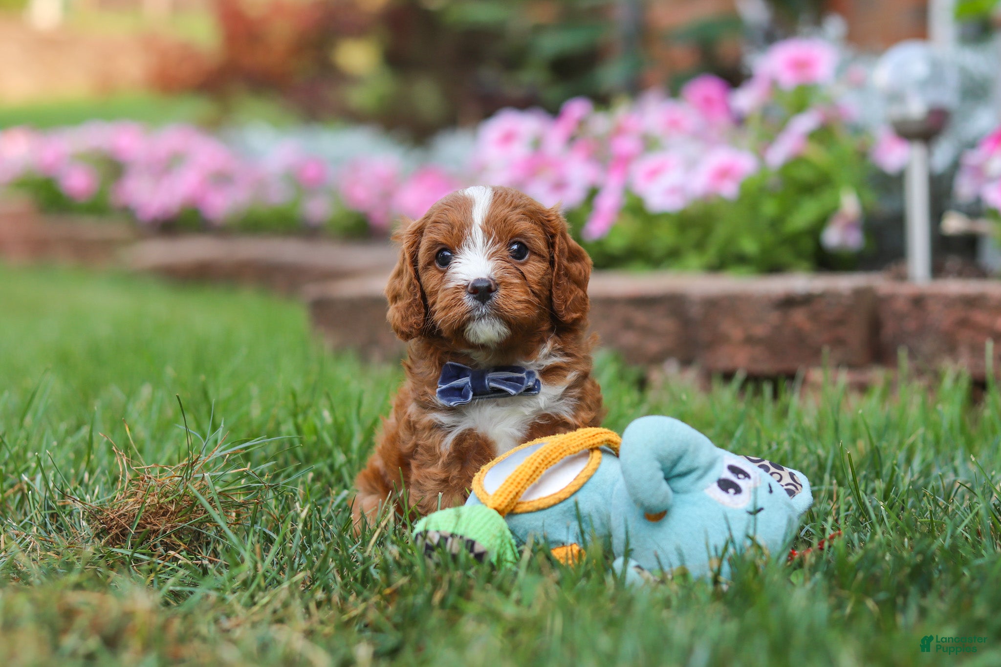 Cavapoo dogs Ace - Ad 2