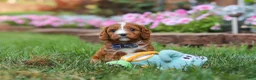 Cavapoo dogs for sale: Ace - Ad 2