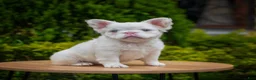 French Bulldog dogs for sale: Nala - Ad 2