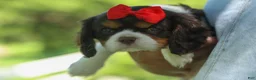 Cavalier King Charles Spaniel dogs for sale: Bentley 🐾🐶 - Ad 7