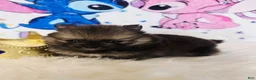 Pomeranian dogs for sale: Bashful  - Ad 5