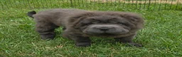 Shar Pei dogs for sale: Blue bear mini - Ad 7