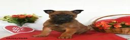 Belgian Malinois dogs for sale: Rhia - Ad 3