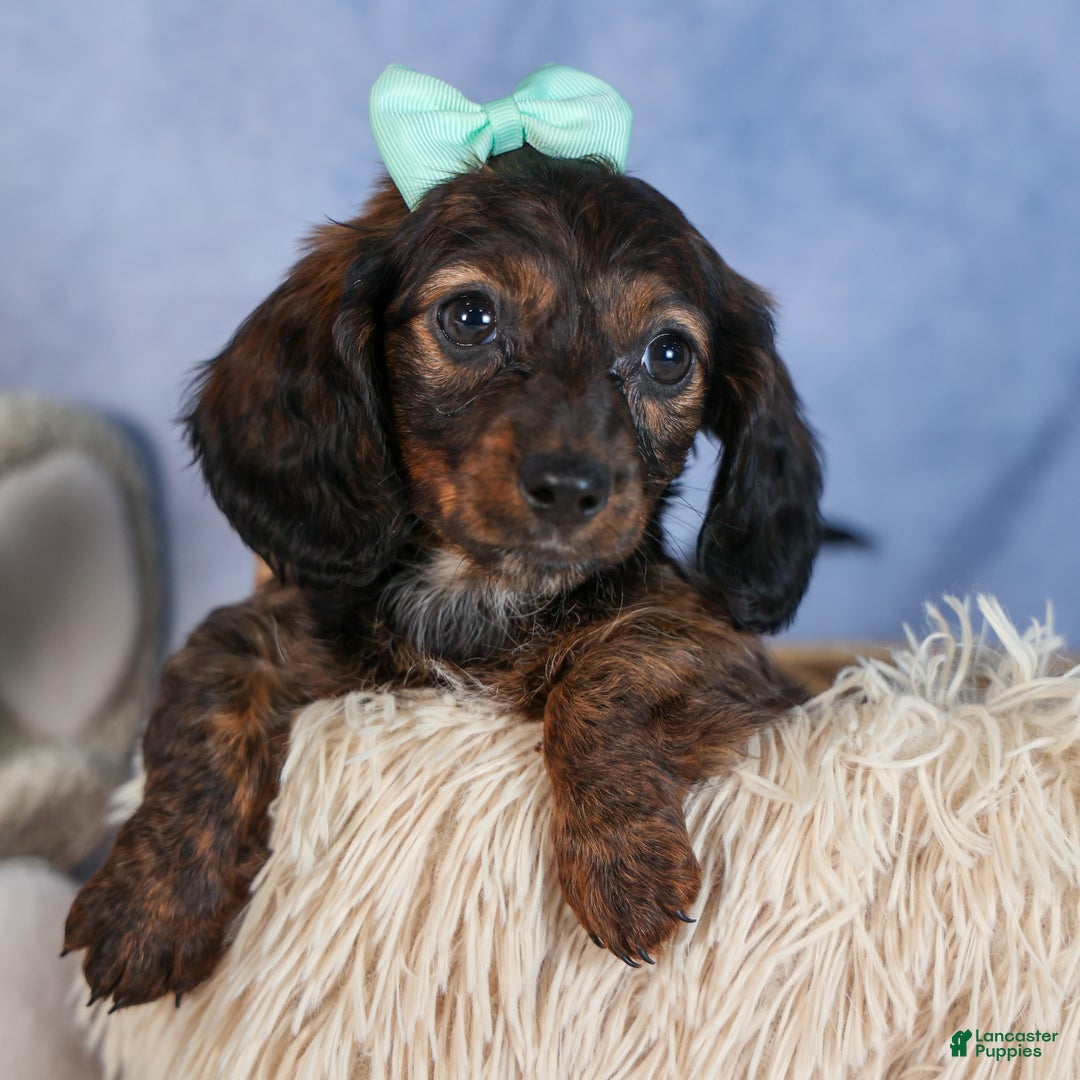 Miniature Dachshund dogs for sale: Cleo - Ad 6