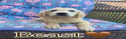 Golden Retriever dogs for sale: Beast - Ad 2