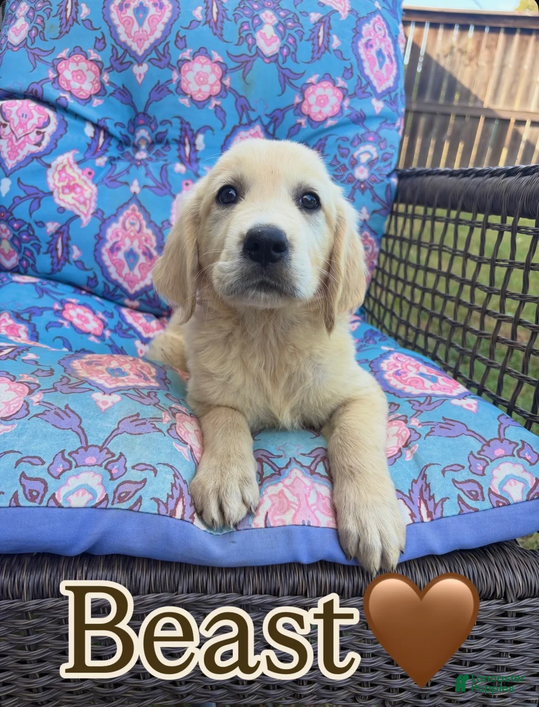 Golden Retriever dogs for sale: Beast - Ad 2