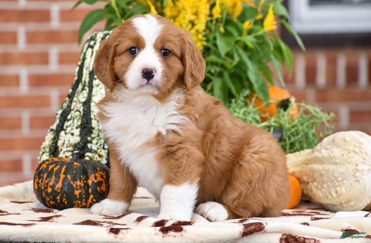 Miniature Bernese Mountain Dog dogs Lucas - Ad 1
