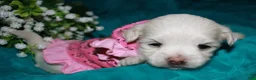 Maltese dogs for sale: Diva - Ad 12