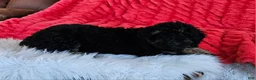 Mini Goldendoodle dogs for sale: Denver  - Ad 3