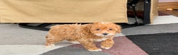 Maltipoo dogs for sale: Maltipoo male 1  - Ad 3