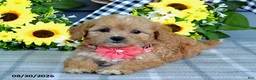 Cavapoo dogs for sale: Tulip - Ad 5