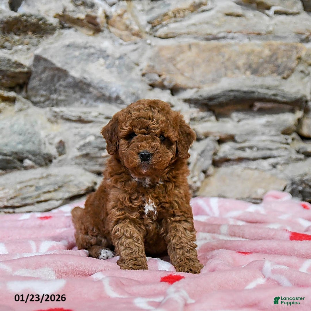 Mini Goldendoodle dogs for sale: Curly - Ad 2