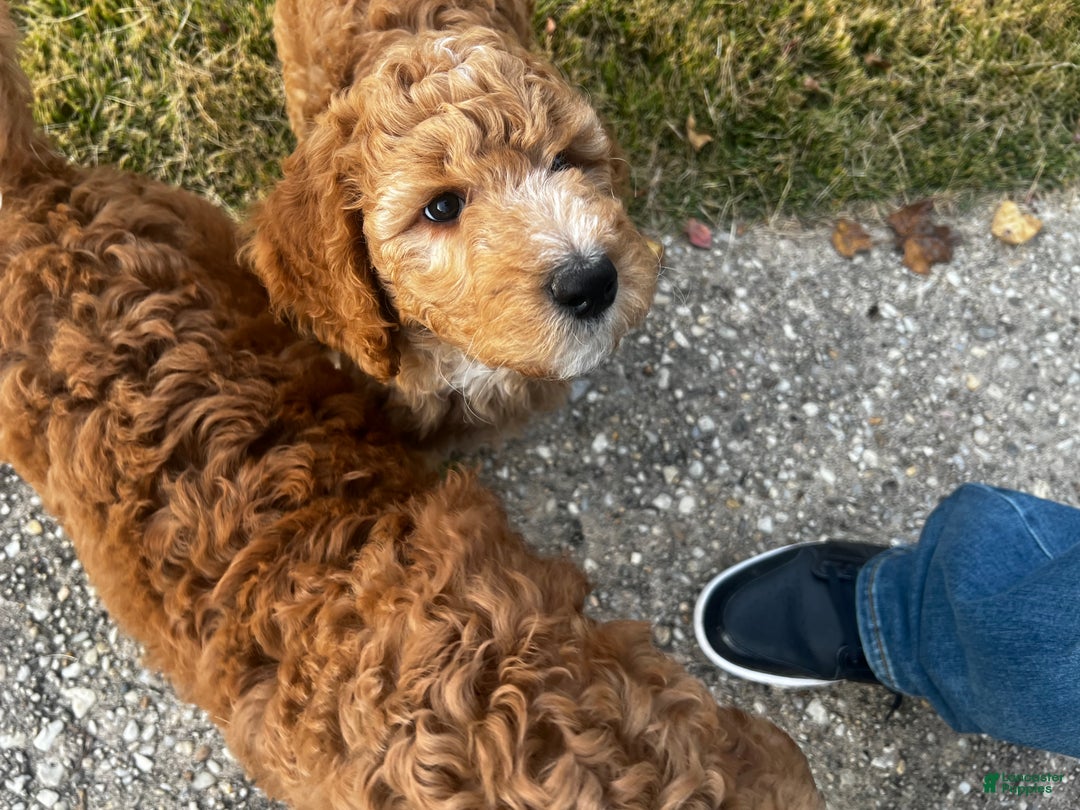 Standard Poodle dogs for sale: Standard Poodle Puppy 1 - Ad 1