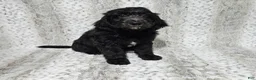 Goldendoodle dogs for sale: F1 Crowder - Ad 2