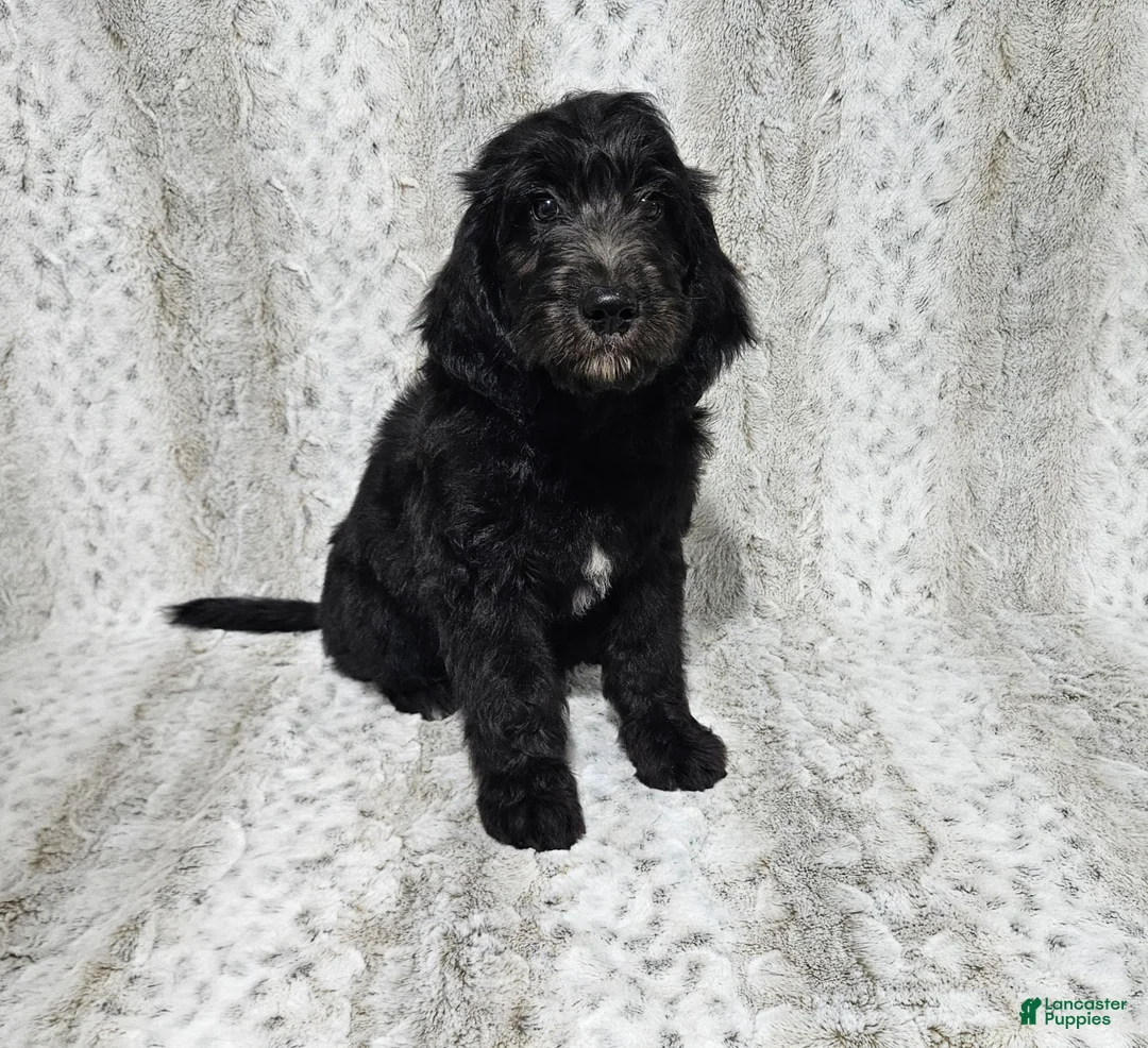 Goldendoodle dogs for sale: F1 Crowder - Ad 2