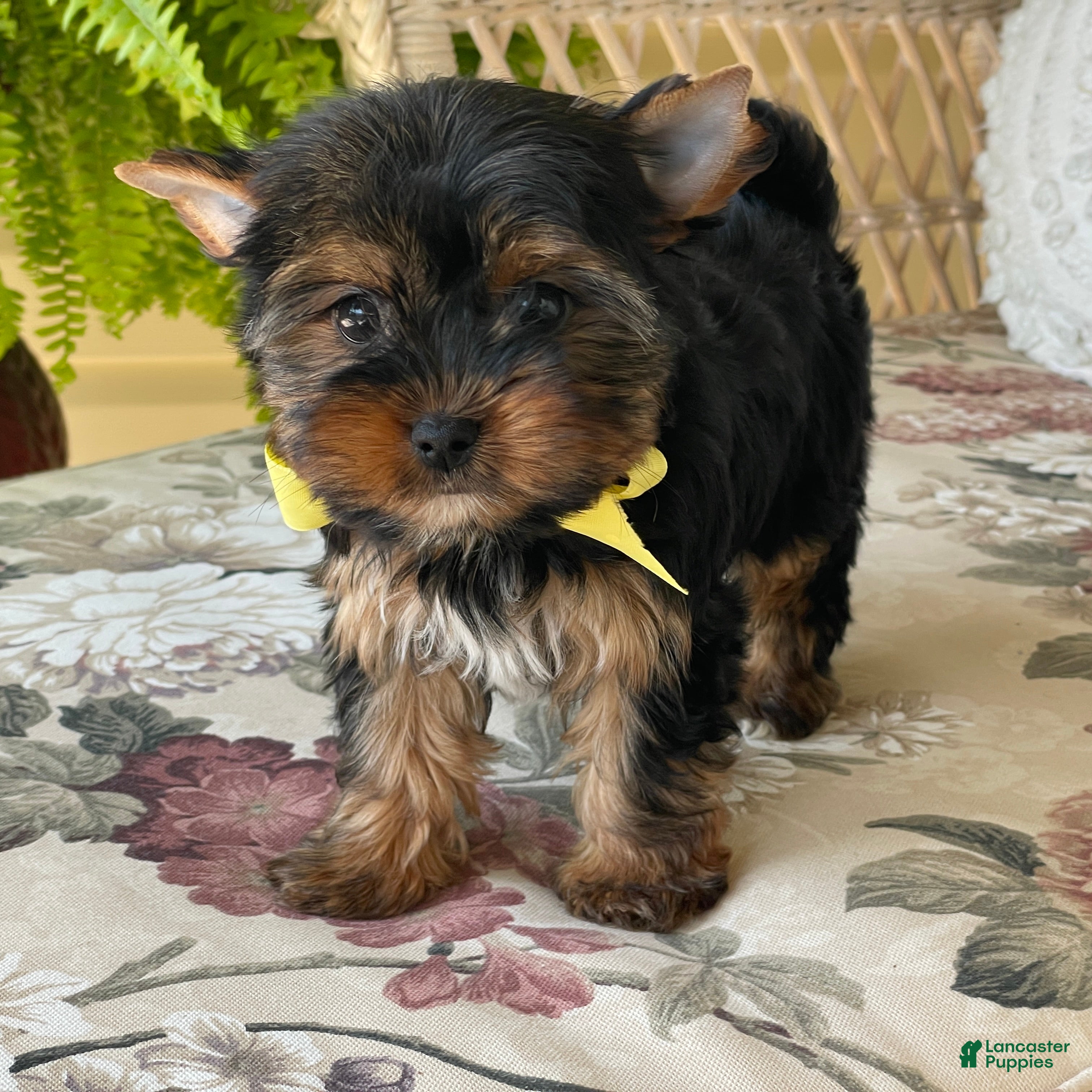 Yorkshire Terrier dogs  Raine - Ad 2