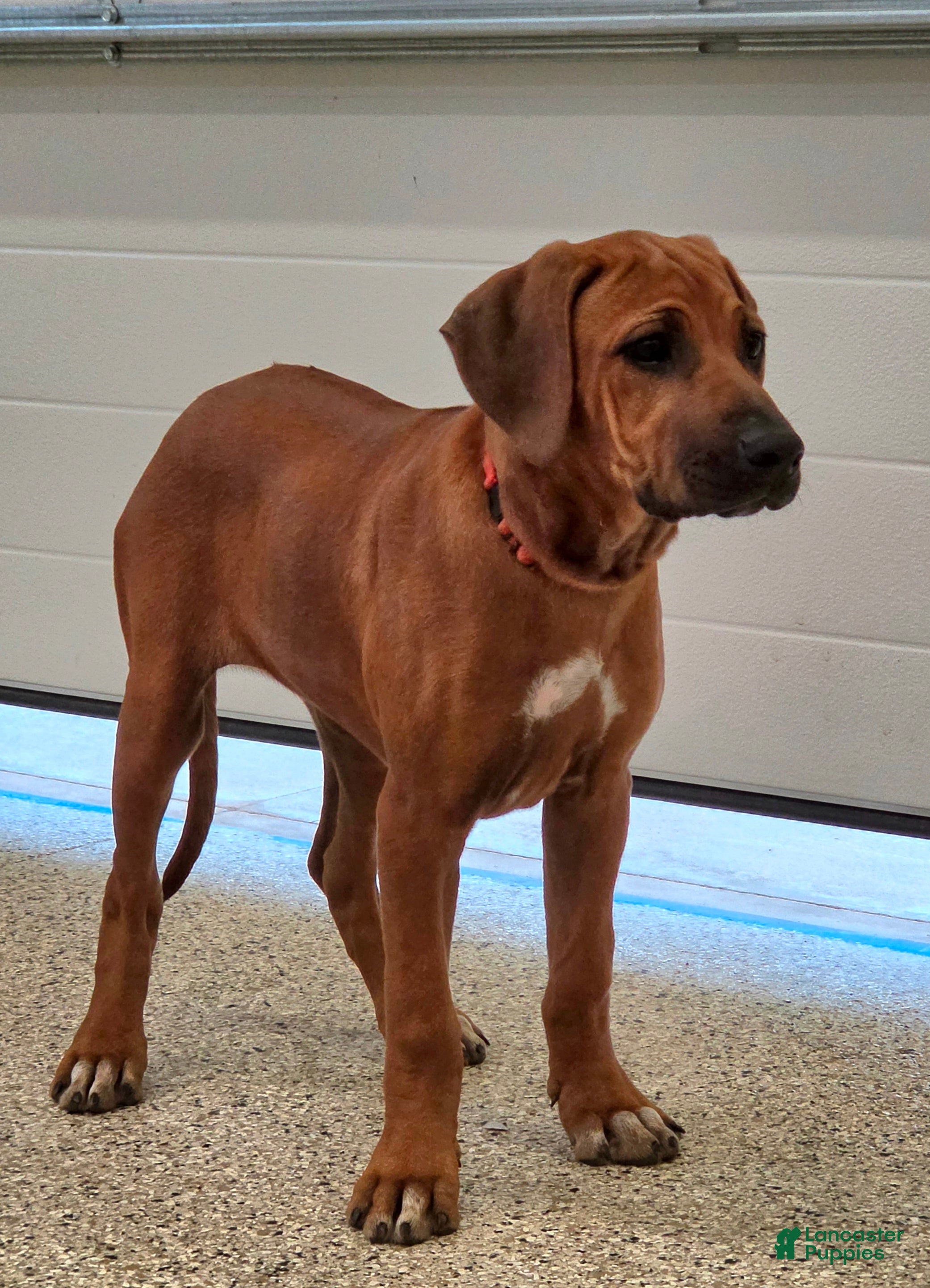Rhodesian Ridgeback dogs Rhodesian Ridgeback Puppy 1 - Ad 1