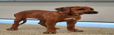 Rhodesian Ridgeback Puppy 1