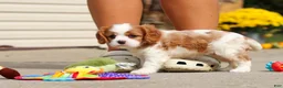 Cavalier King Charles Spaniel dogs for sale: Allie - Ad 8