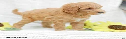 Goldendoodle dogs for sale: Jenny - Ad 7