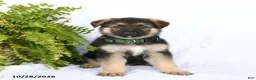 German Shepherd dogs for sale: Ramona - Ad 1